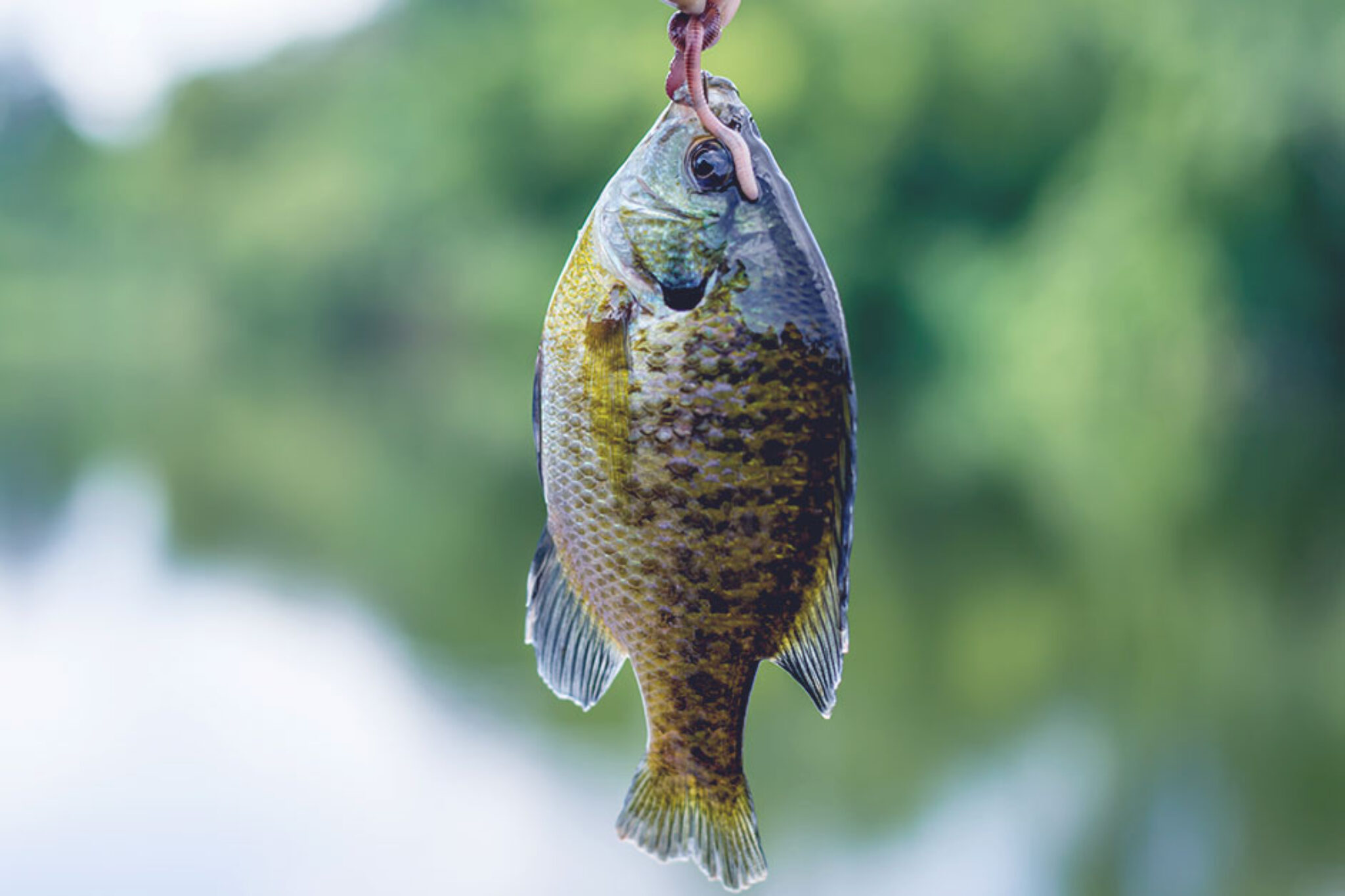 Bluegill Vs Sunfish How To Tell The Difference And What To Look For