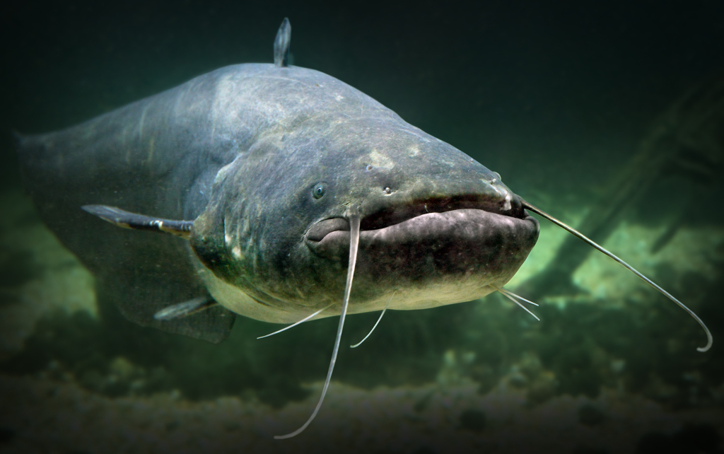 Blue Catfish fishing record North Carolina
