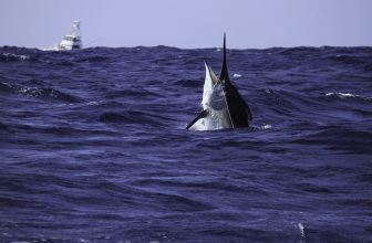 black marlin