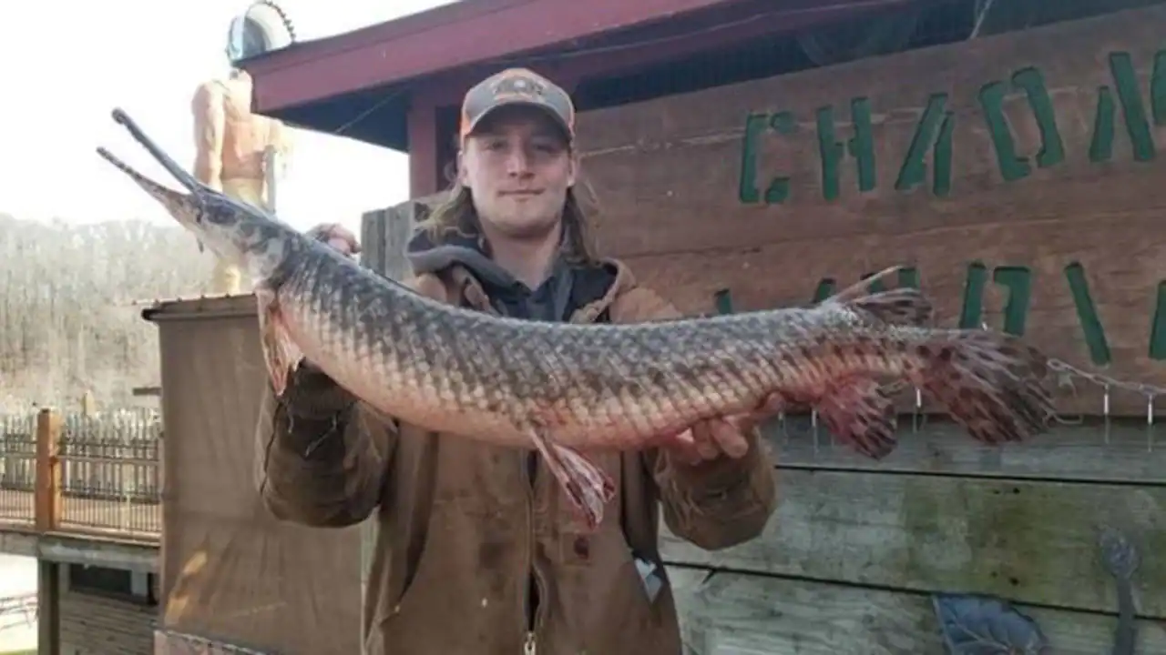 Missouri man catches possible world record breaking spotted gar fish