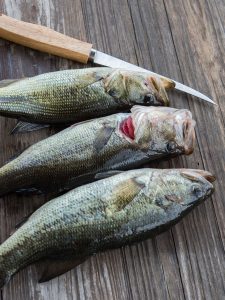 can you eat largemouth bass