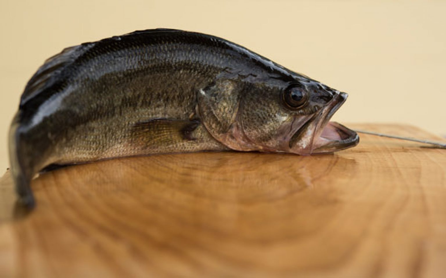 can-you-eat-bass-and-are-bass-good-to-eat-fishrook