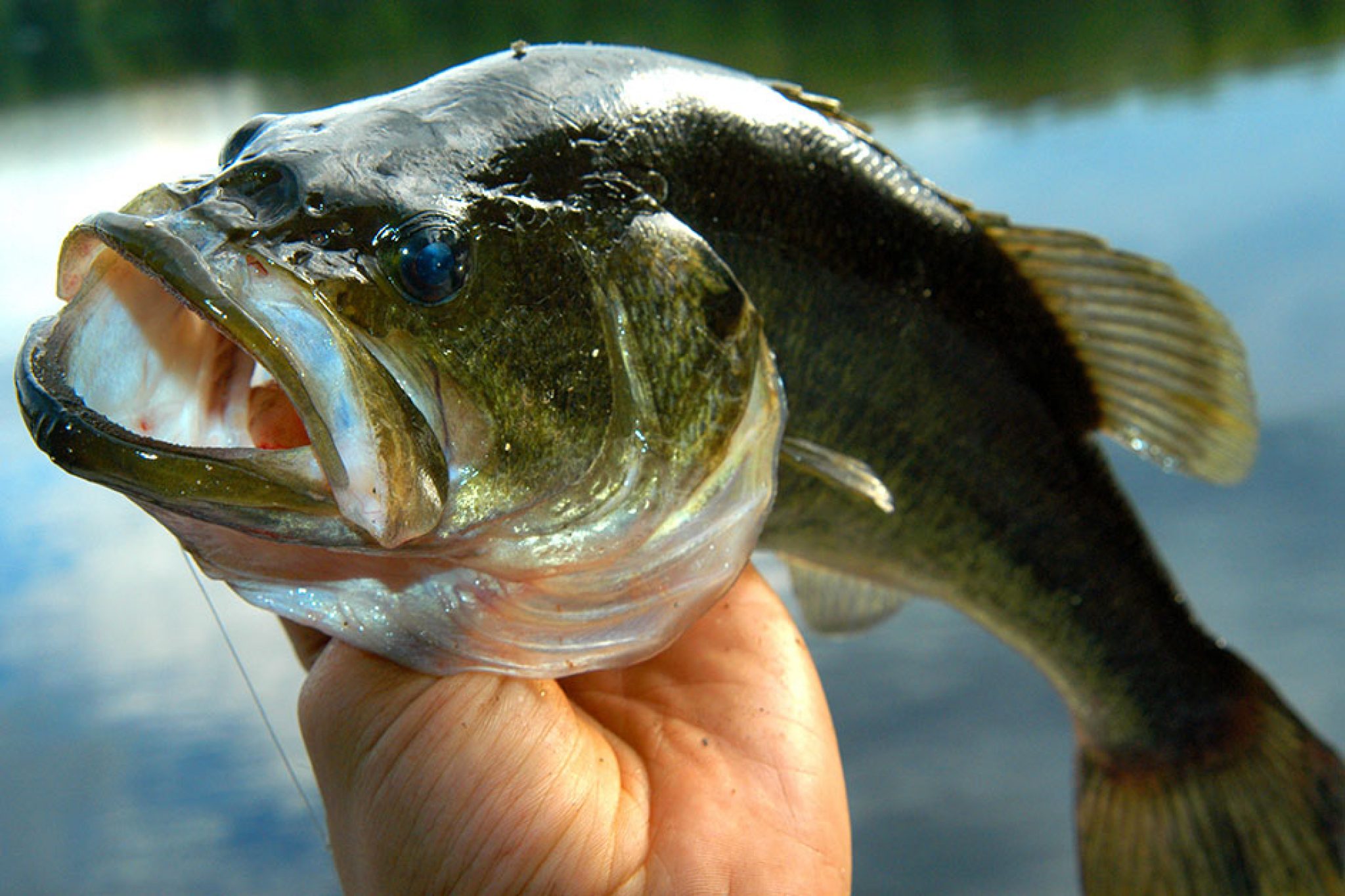 Smallmouth vs Largemouth Bass Facts FishRook