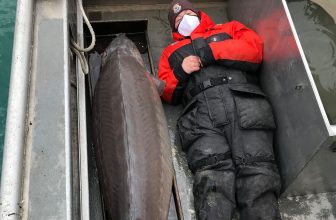 240-pound Lake Sturgeon Sea Monster