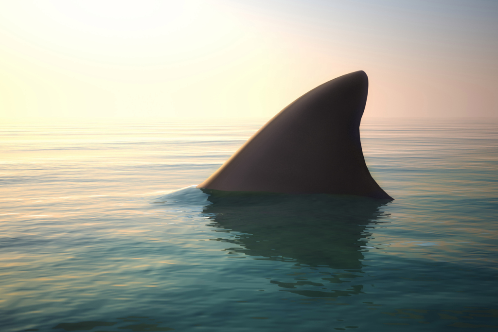 spinner shark state fishing record south carolina