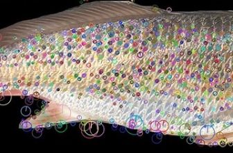 Chesapeake Bay Magazine