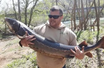 Tennessee angler reels in 30-year-old sturgeon while fishing for catfish