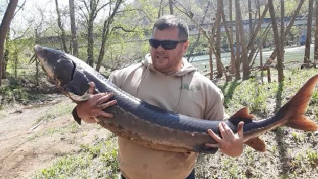Tennessee angler reels in 30-year-old sturgeon while fishing for catfish