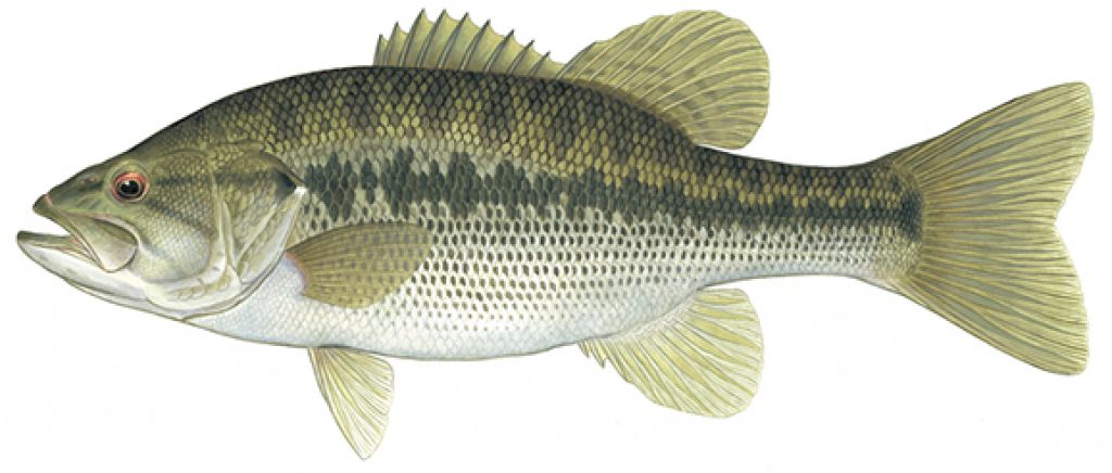 spotted bass vs largemouth bass