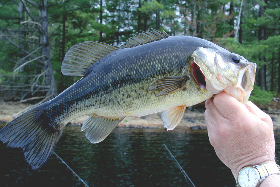 spotted bass vs largemouth bass guide