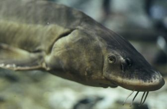 Cornell research group breaks fishing record it set itself