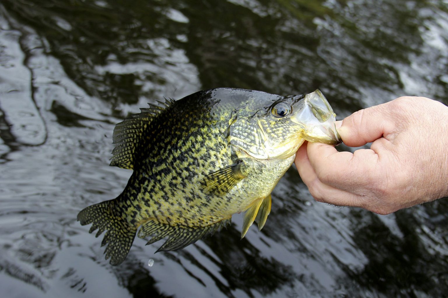 Ultimate Guide to Crappie Fishing Tips & Techniques - FishRook