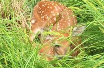 OUTDOORS: If You Care, Leave Them There | Local Sports