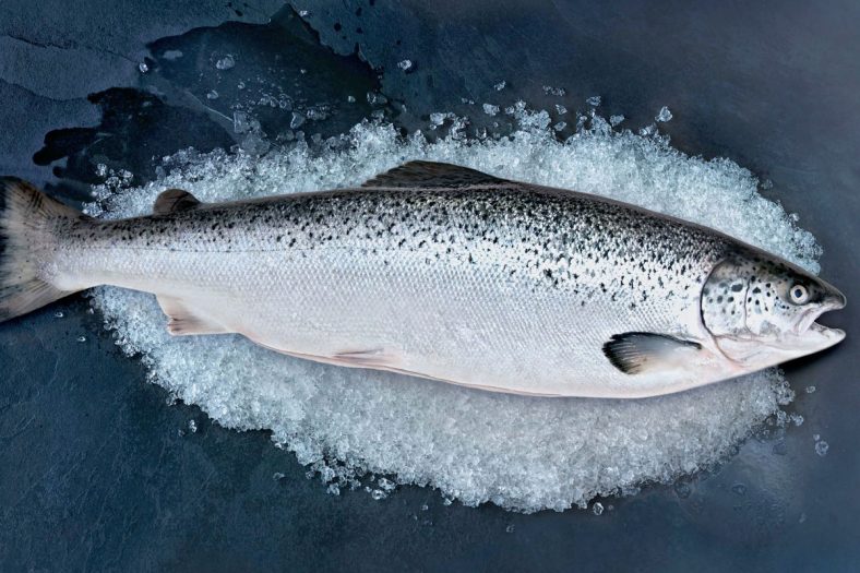 Atlantic Salmon Info, Habitat, Fishing Tips & More! - FishRook