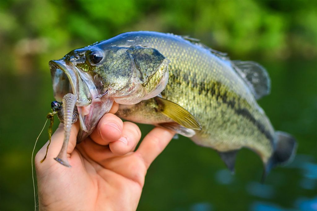 Match the Hatch Bass Fishing TIps