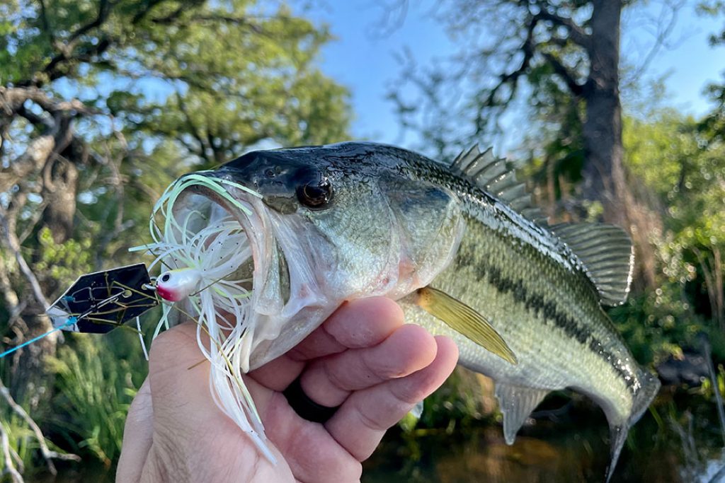 Start Small Bass Fishing Tips