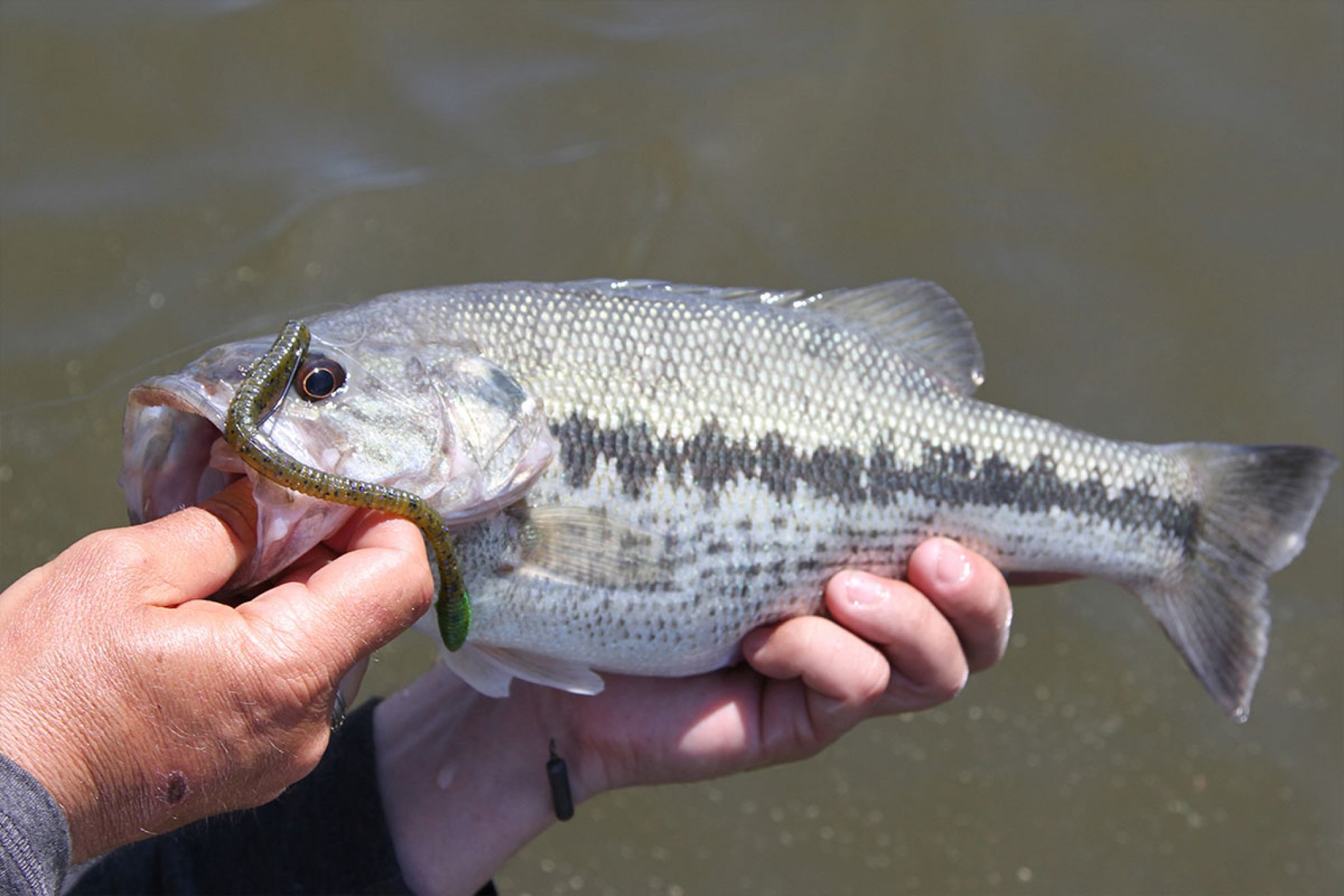 Spotted Bass Info, Habitat, Fishing Tips & More! - FishRook