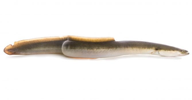 The new Missouri state-record American eel weighed nearly 7 pounds.