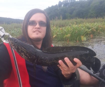 Invasive, toothy northern snakehead caught by angler in marshy, Mid-Hudson waterway