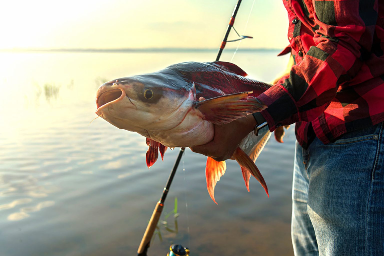 What Do Catfish Eat in the Fall? FishRook