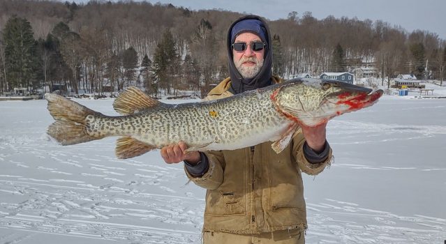Angler gets closer to world ice fishing record: 47-inch tiger muskie caught on Otisco Lake