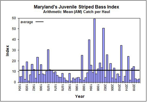 Graph of comparative historic juveniles striped bass indices