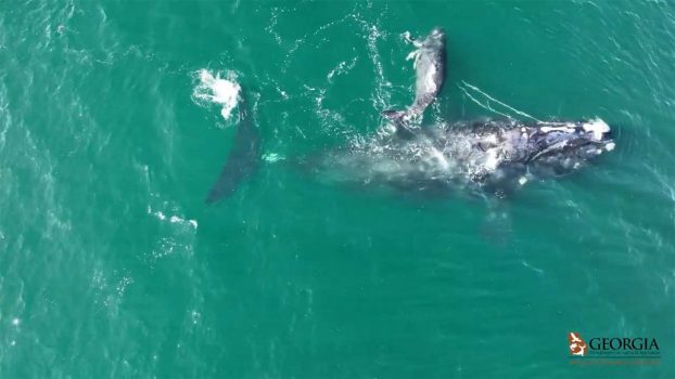 Endangered whale gives birth while caught in fishing rope, scientists say