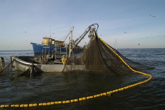 Louisiana Bill Seeks to Ban Menhaden Netting Near Coast