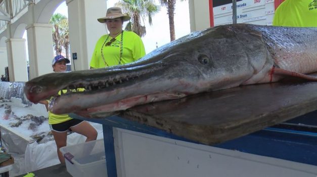 Mississippi Deep Sea Fishing Rodeo making up for lost time