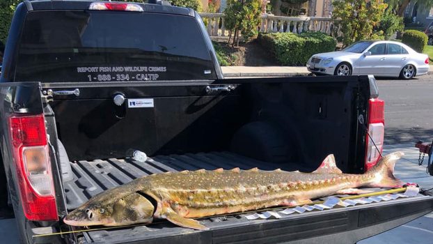 California man caught with live, endangered sturgeon stuffed in trunk of car
