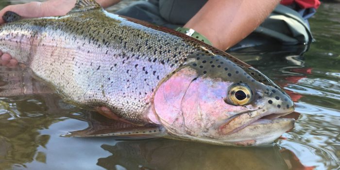 Anglers land some 'monster' fish at Laramie Plains lakes; Game and Fish reports abundance of 20+ inch trout