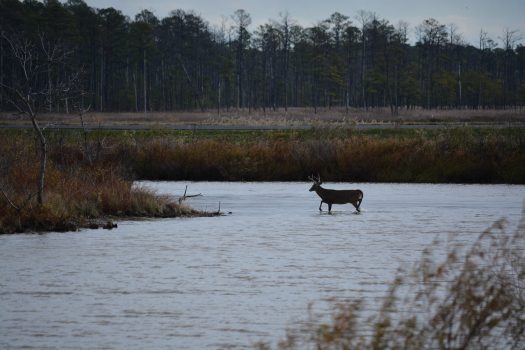 Expanded Hunting Proposed at Blackwater, Eastern Neck NWR