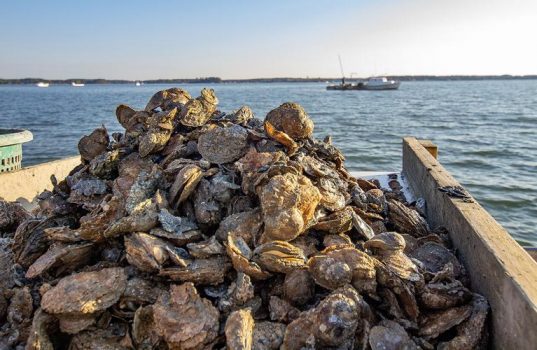 Md. Oyster Harvest Reaches 35-Year High