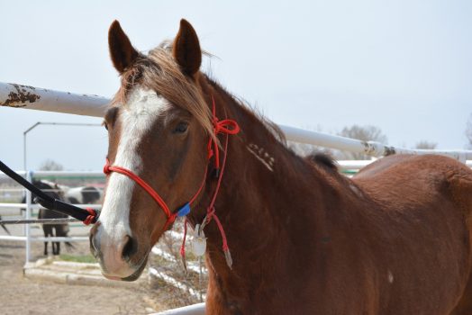 PHOTOS: 38 saddle-started horses gentled by Wyoming Honor Farm inmates up for adoption Saturday