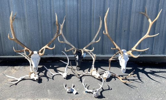 Two Wyoming men convicted after poaching multiple bull elk, buck mule deer
