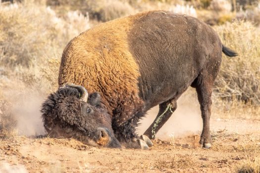 Wyoming governor donating wild bison hunting license; raffle will raise money for conservation