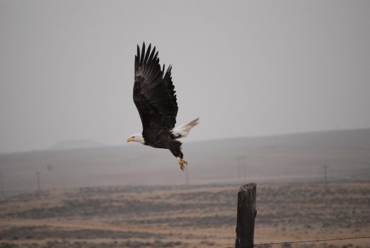 Wyoming volunteers count record-high 576 eagles in Powder River Basin midwinter survey