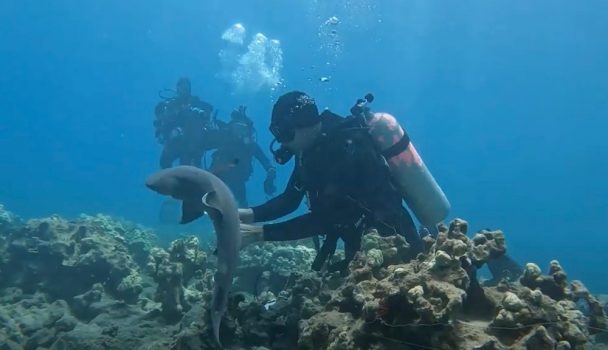 Diver rescues shark trapped on reef by fishing gear