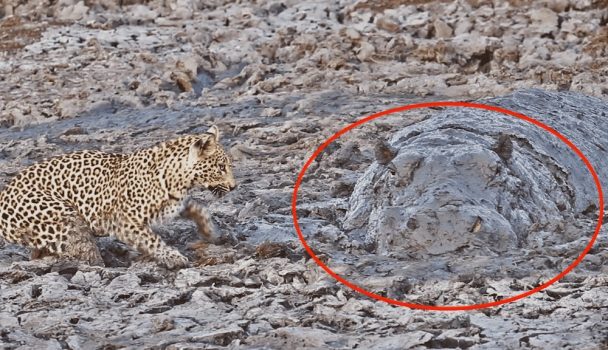 Leopard shocked by camouflaged hippo in its fishing hole