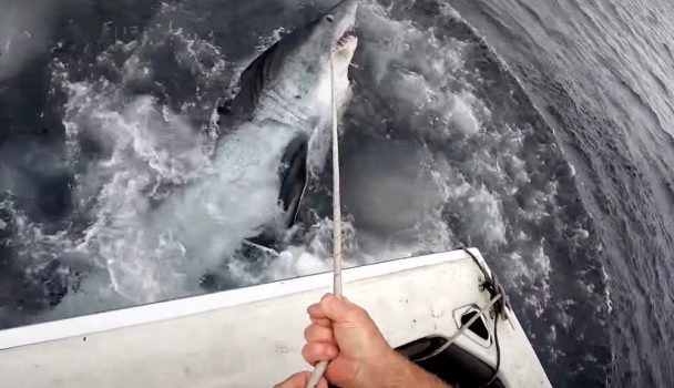 Mako shark grabs fish tied to rope, tug of war ensues
