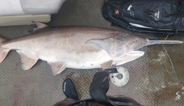 Angler spears world-record-size paddlefish in ‘trip to remember’