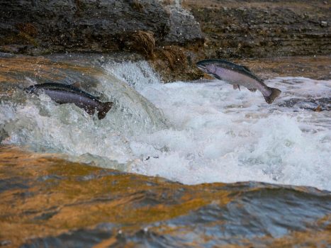 The World Sport Fishing Record "King Salmon" Was Caught From the Kenai River | Yana Bostongirl