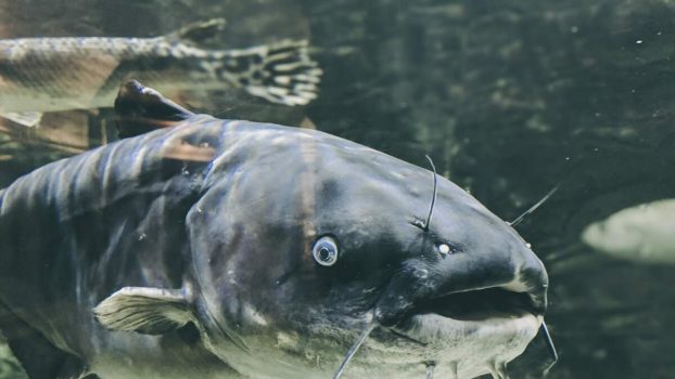 Man Catches Massive 53-Pound Catfish In Michigan River, Sets New Record