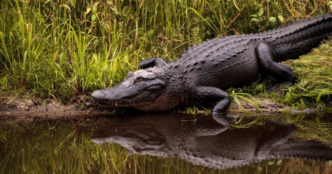 America Has Second Fatal Gator Attack in Less Than a Month