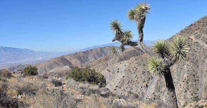 First-Time Hunter Finds Corpse in California Desert