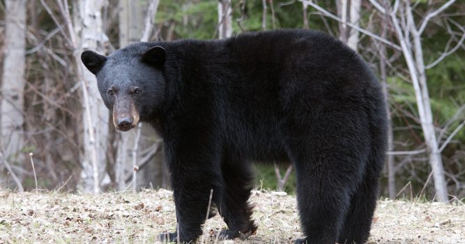 Following 2018 Ban, New Jersey Reopens Black Bear Season