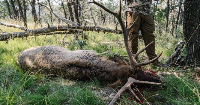 Has New Mexico ‘Privatized’ Its Elk Herd?