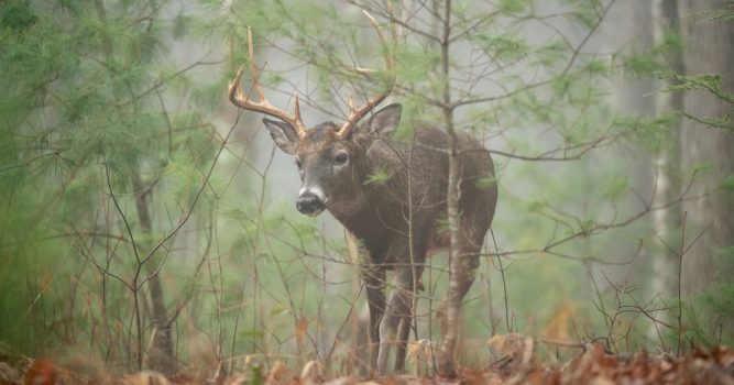 How the Whitetail Rut Differs in the Big Woods