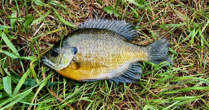 How to Catch Bluegill | MeatEater Fishing