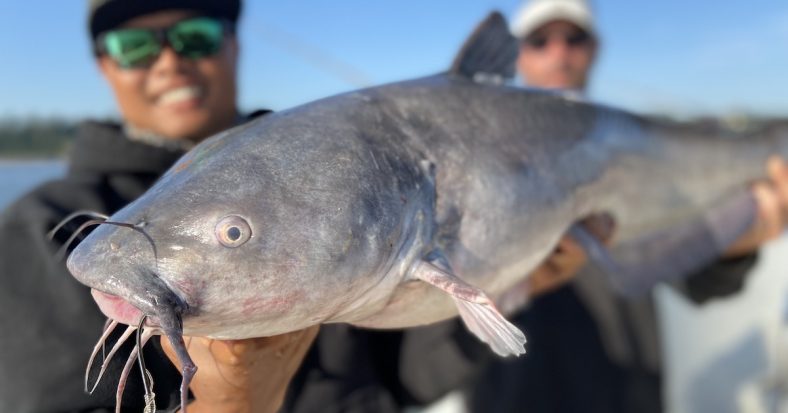 How To Catch Catfish In Rivers - FishRook